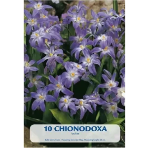 KUKKASIPULI CHIONODOXA HISPANICA PINK 10-PACK