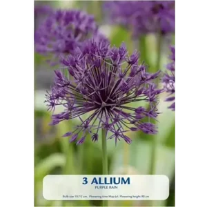 KUKKASIPULI ALLIUM PURPLE RAIN 3-PACK