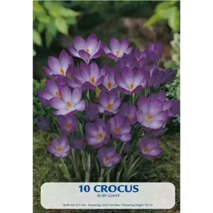 KUKKASIPULI CROCUS BOTANICAL RUBY GIANT 10-PACK