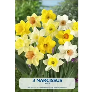 KUKKASIPULI NARCISSUS MIXED 3-PACK