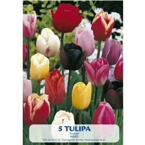 KUKKASIPULI TULIPA TRIUMPH MIXED 5-PACK