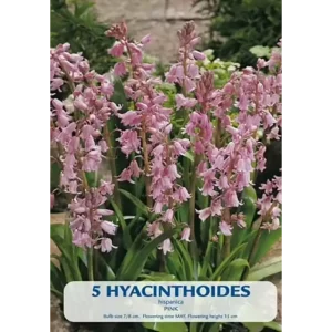 KUKKASIPULI HYACINTOIDES HISPANICA PINK 5-PACK