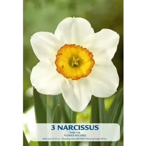 KUKKASIPULI NARCISSUS FLOWER RECORD 3-PACK