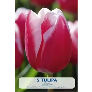 KUKKASIPULI TULIPA LEEN VD MARK 5KPL