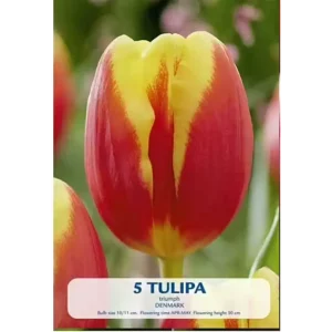 KUKKASIPULI TULIPA DENMARK 5 KPL