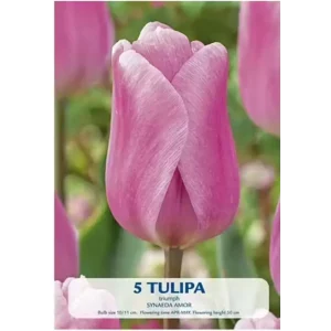 KUKKASIPULI TULIPA SYNAEDE AMOR 5KPL