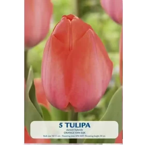 KUKKASIPULI TULIPA ORANGE VAN EIJK 5-PACK