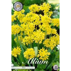 KUKKASIPULI ALLIUM MOLY KELTALAUKKA 10-PACK